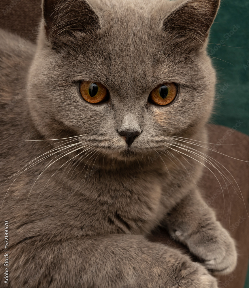 fluffy gray cat with beautiful yellow eyes and white whiskers