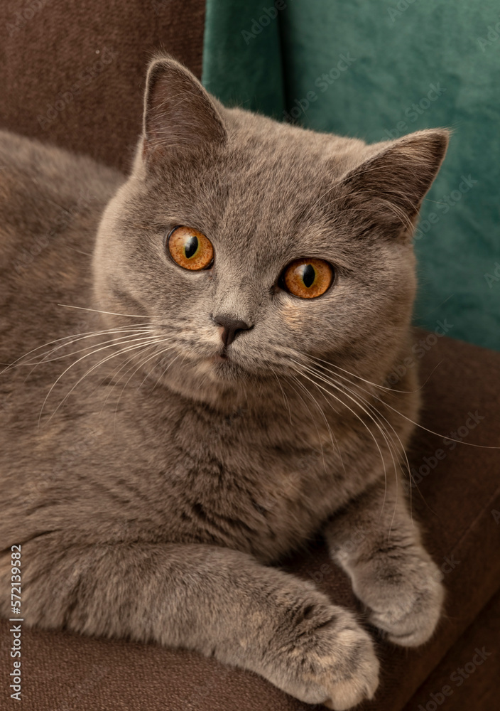 fluffy gray cat with beautiful yellow eyes and white whiskers
