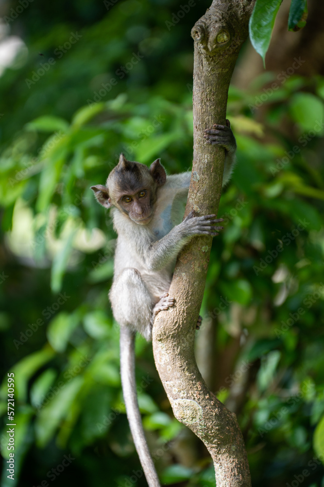 Foto monkey in a tree