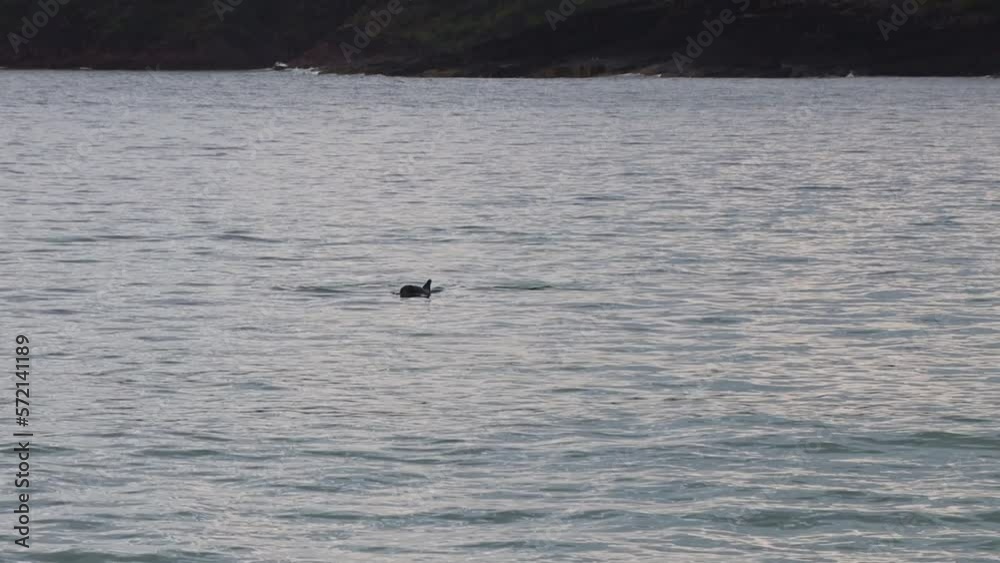 Handheld shot with Dolphins swimming in the early morning near Fingal Beach NSW Australia Handheld shot with Dolphins swimming in the early morning near Fingal Beach NSW Australia