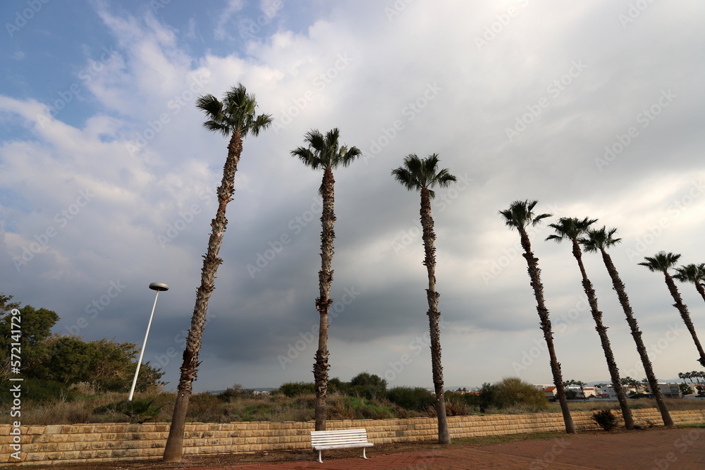 A tall palm tree against a cloudy sky. A tall palm tree against a cloudy sky.