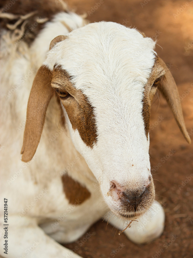 Fototapeta premium Portrait of an African female sheep, photo