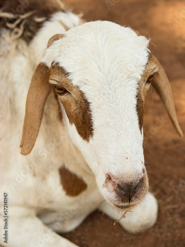 Portrait of an African female sheep, photo
