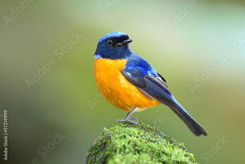 beautiful blue wings, yellow belly, black face and velvet head bird perching on green moss rock over blurry background, male rufous-bellied niltava