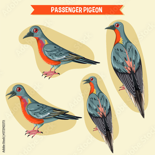 Passenger pigeon extinction bird