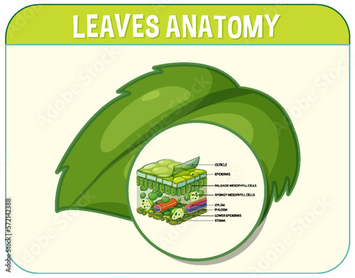 Internal structure of leaf diagram
