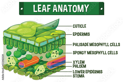 Internal structure of leaf diagram