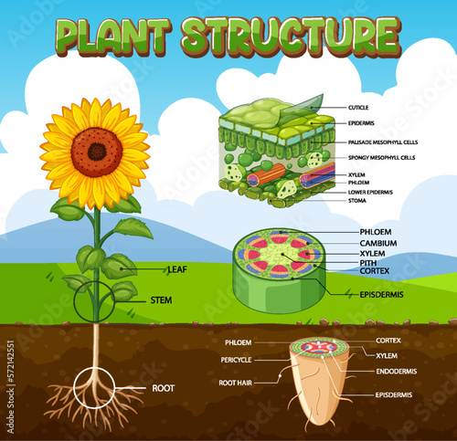 Internal structure of plant diagram photo
