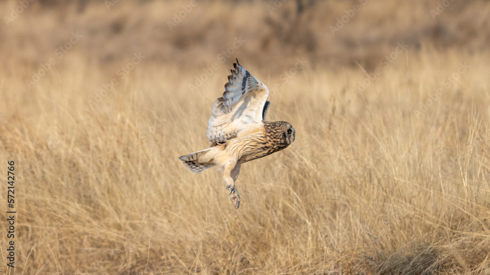 Fototapeta premium The short-eared owl (Asio flammeus)