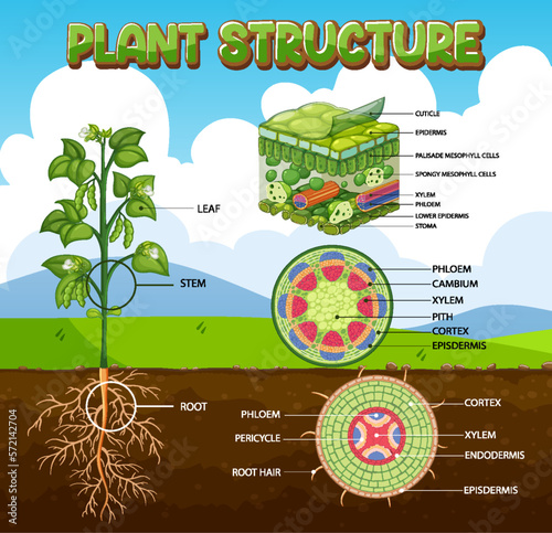 Internal structure of plant diagram