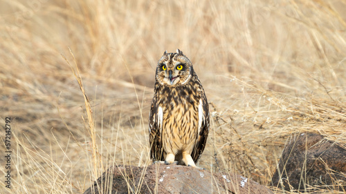The short-eared owl (Asio flammeus) photo