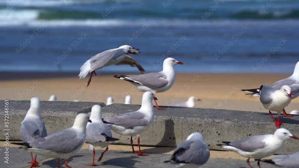 Slow motion shot capturing a large flock of silver gulls, chroicocephalus novaehollandiae congregated at the tourist hotspot. scavenging for food at the beach in Australia during summer. Slow motion shot capturing a large flock of silver gulls, chroicocephalus novaehollandiae congregated at the tourist hotspot. scavenging for food at the beach in Australia during summer.