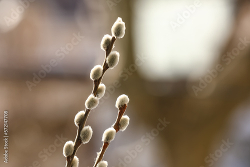 Pussy willow branches on blurred background © Pixel-Shot