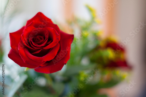 rosa rossa per san valentino 