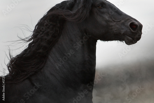 Friesian black stallion