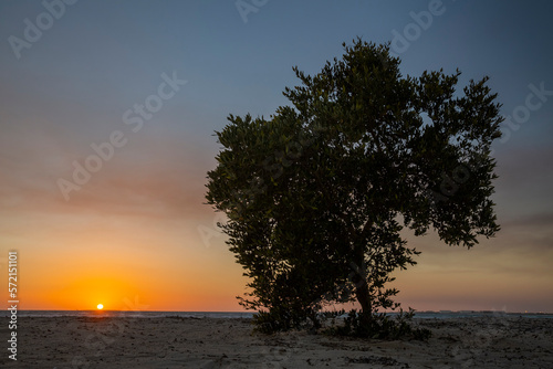 Mangrove Tree, Sunset on Nayband National Park, Iran photo