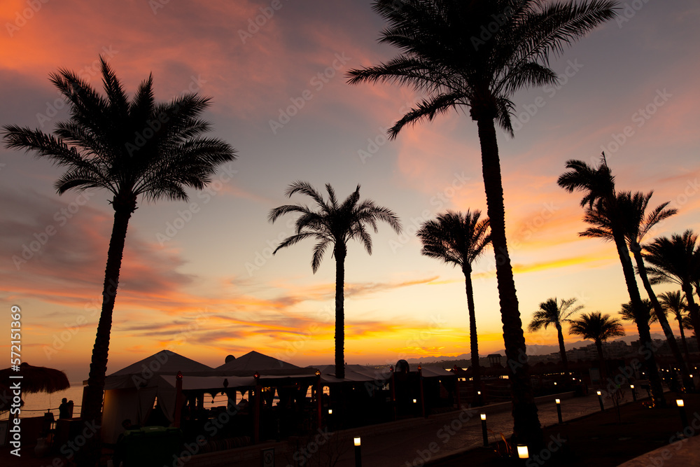 Silhouettes of palm trees at sunset. Silhouettes of palm trees at sunset.