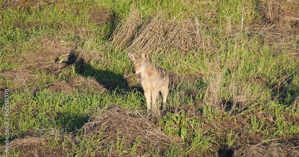 Coyote in grass field looking around in slow motion Coyote in grass field looking around in slow motion