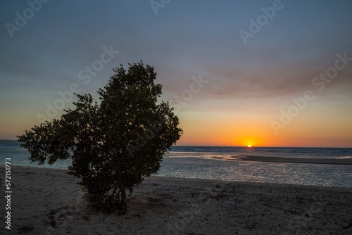 Mangrove Tree  Sunset on Nayband National Park  Iran