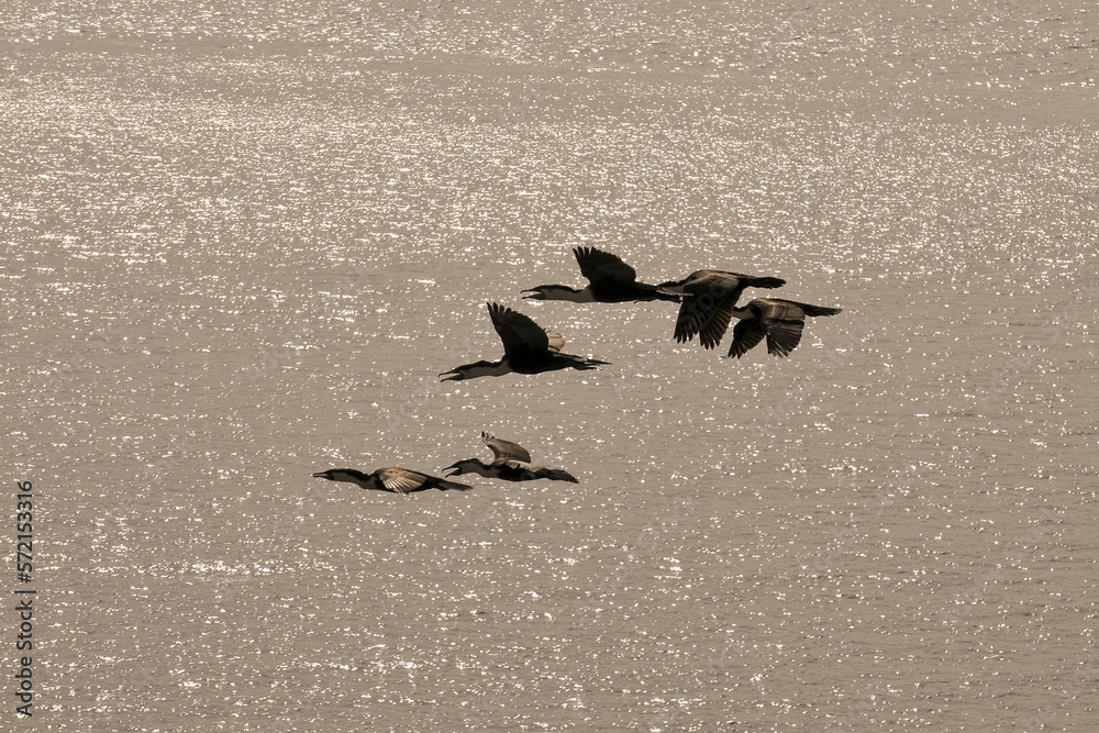 Fototapeta premium Vol de cormorans au dessus de l'océan