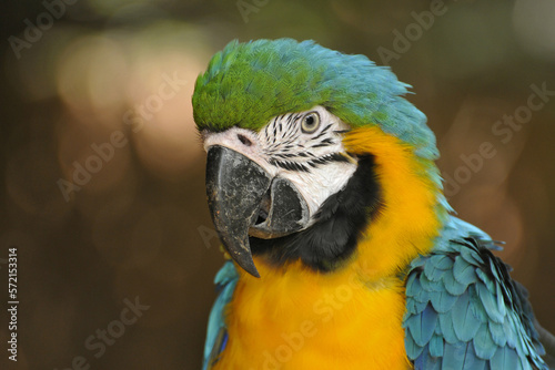 Portrait d'un ara