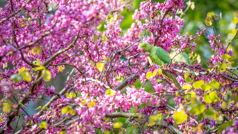 Perruche perchée dans un arbre en fleurs au printemps