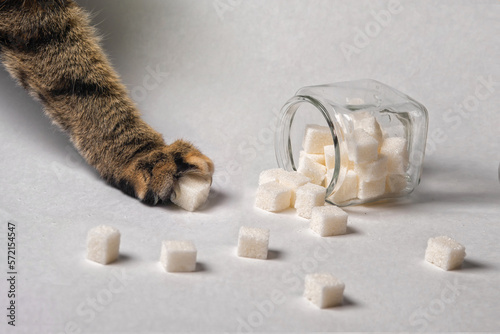 Cat's paw taking sugar cubes from a jar on a white background