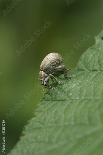 Vertical closeup on a small grey weevil beetle, Philopedon plagiatus, eating on a green Alnus leaf © Henk