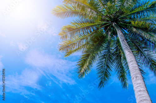 Coconut trees at the tropical coast, Coconut palm tree high on sky background.