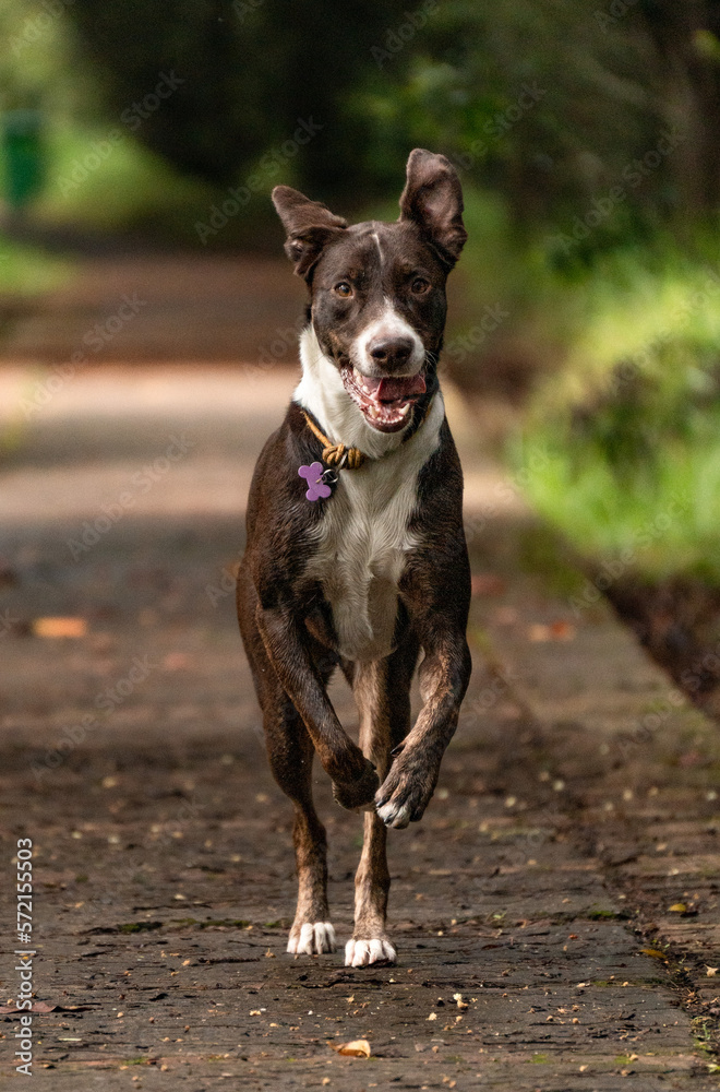 mixed-breed brown and white dog in the forest mixed-breed brown and white dog in the forest