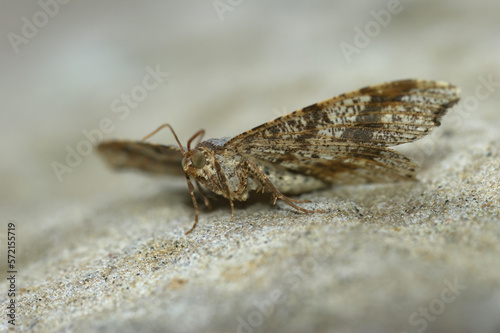 Low angle close up on a Peacock moth, Macaria notata, sitting on a stone © Henk