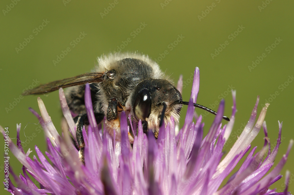Closeup of a male Willughby's leaf-cutter bee , Megachile willughbiella, on a purple flower of knapwood, Centaurea jacae Closeup of a male Willughby's leaf-cutter bee , Megachile willughbiella, on a purple flower of knapwood, Centaurea jacae