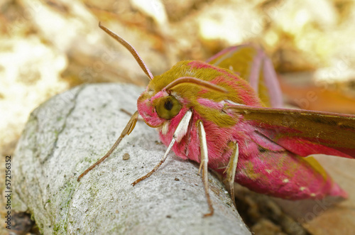 Colorful closeup of he pink or large elephant hawk moth , Deilephila elpenor with open wings photo