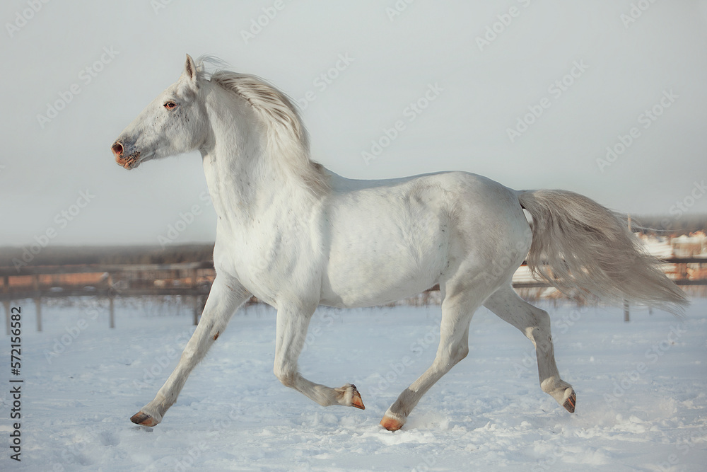 Fototapeta premium White horse gallop