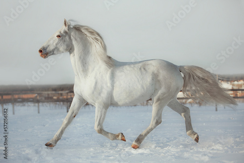 White horse gallop