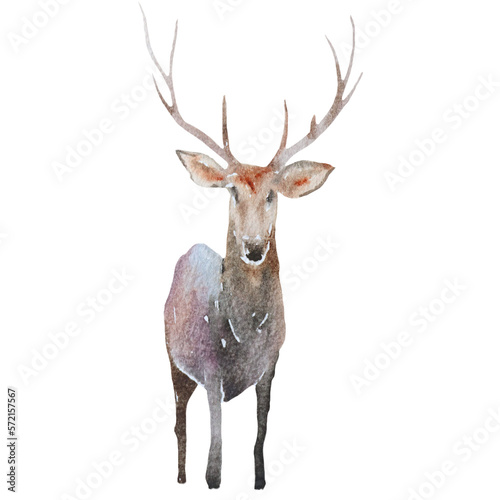 watercolor deer in winter © Aekkasit watercolors