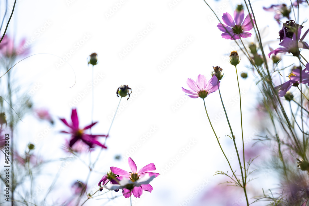 Close up,cosmos flowers in the meadow isolated on white background. Cosmos flowers with green stem are blooming. Beautiful colorful cosmos blooming in the field. copy space, space for text. Close up,cosmos flowers in the meadow isolated on white background. Cosmos flowers with green stem are blooming. Beautiful colorful cosmos blooming in the field. copy space, space for text.