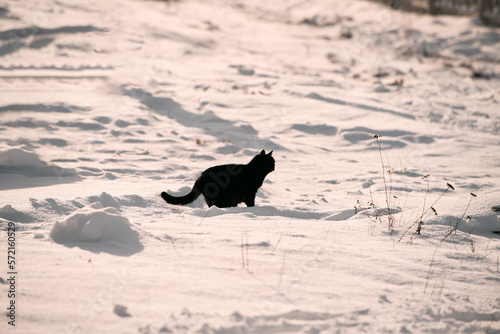 Black cat walking in the white snow.