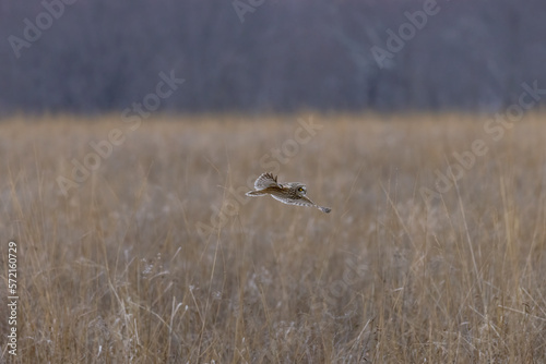 A Short Eared Owl flies in the hours before dusk and at dusk in search of field mice, sometimes called Voles in Central Ohio in Winter months. © styxclick