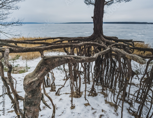 A pine tree with an unusual root system above the surface of the earth in winter on the lake, on a cloudy winter day