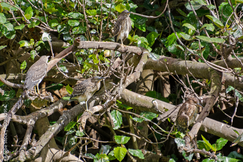 Groupe de hérons perché sur un arbre