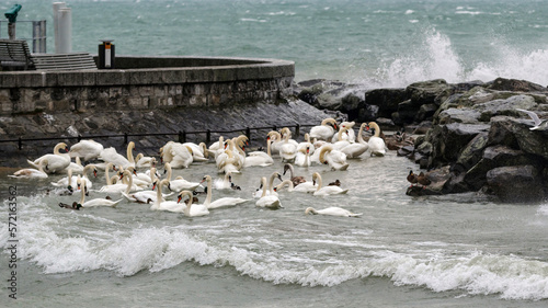 Groupe de cygnes au bord d'un lac en hiver