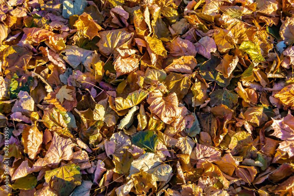 Photo on theme autumn abstract background of maple leaves falling on surface Photo on theme autumn abstract background of maple leaves falling on surface