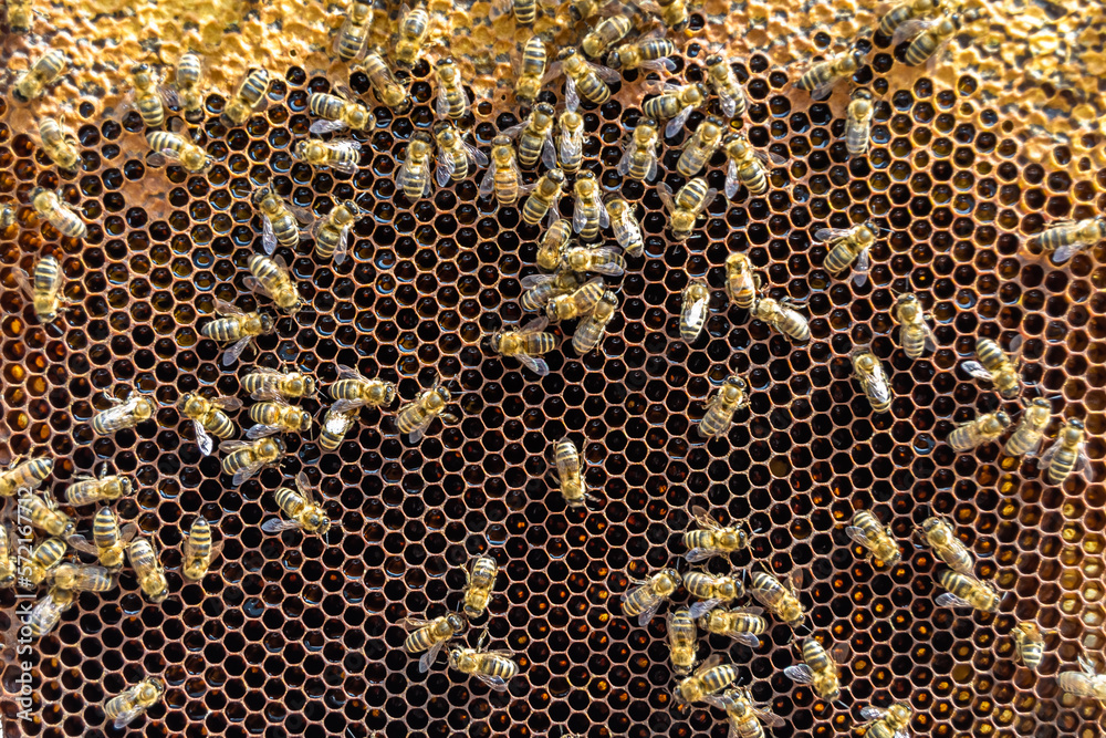 Abstract hexagon structure is honeycomb from bee hive filled Abstract hexagon structure is honeycomb from bee hive filled