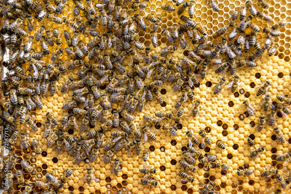 Abstract hexagon structure is honeycomb from bee hive filled Abstract hexagon structure is honeycomb from bee hive filled
