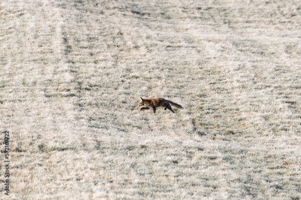 Fuchs im Winter