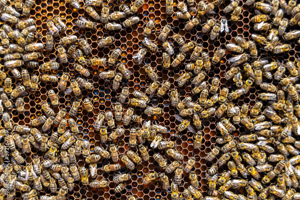 Abstract hexagon structure is honeycomb from bee hive filled Abstract hexagon structure is honeycomb from bee hive filled