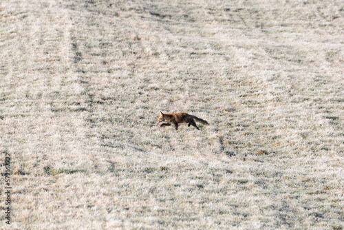 Fuchs im Winter © Xaver Klaussner