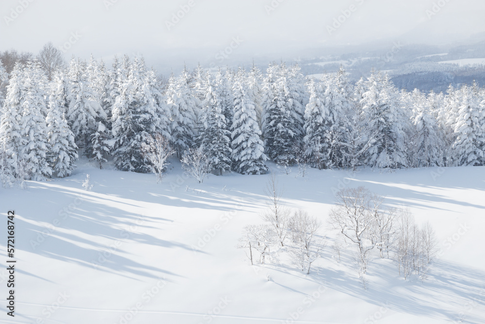 Winter landscape snow covered trees and field Winter landscape snow covered trees and field
