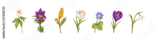 Field flowers drawn in vintage style. Meadow floral plants, spring blossomed buds, leaves and stem. Retro realistic botanical colored graphic vector illustrations isolated on white background